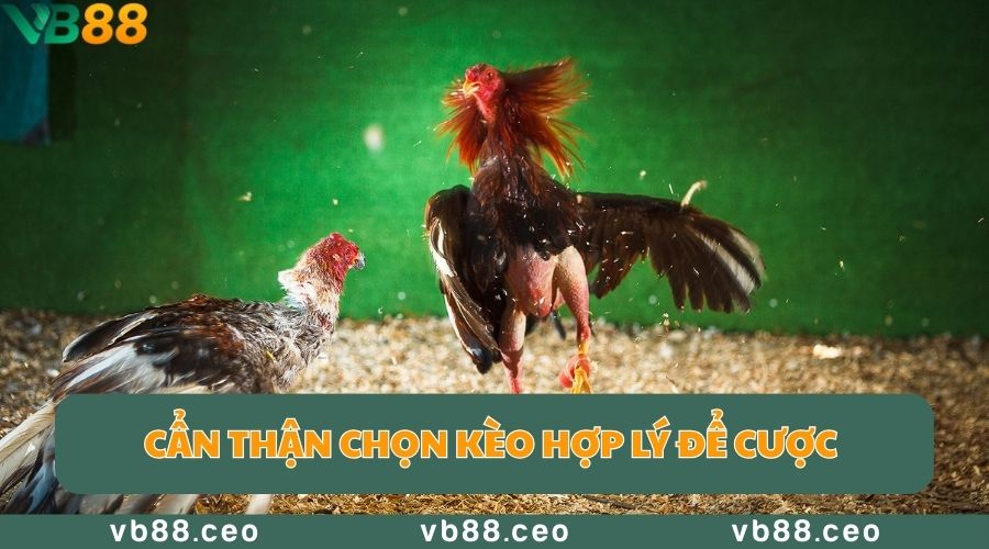 Cẩn thận chọn kèo hợp lý để cược