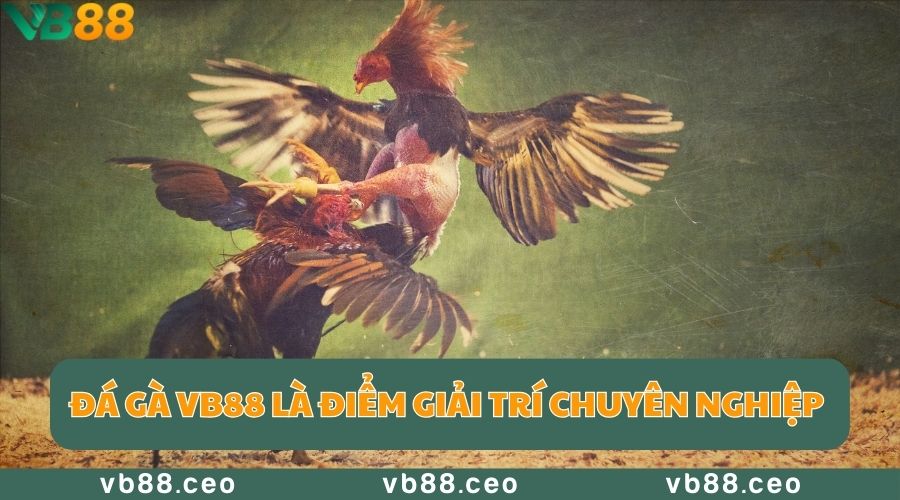 Đá gà VB88 là điểm giải trí chuyên nghiệp